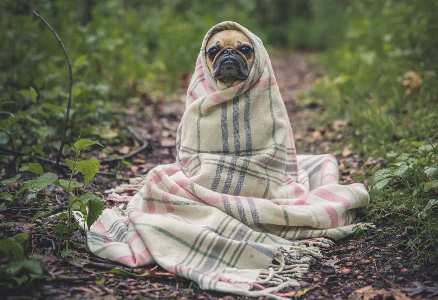 Dogs: Our best friends in sickness and in health