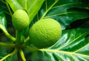 The island fruit that caused a mutiny