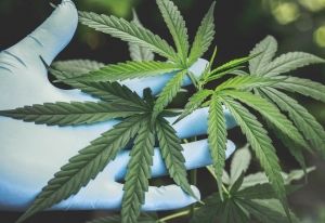 Marijuana Banking Bill Would Save Federal Money, Congressional Budget Office Says