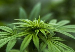 Budding cannabis industry is flourishing in SA