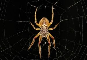 Sorry, Arachnophobes: Terrifying New Study Shows Spiders Can Now Fly